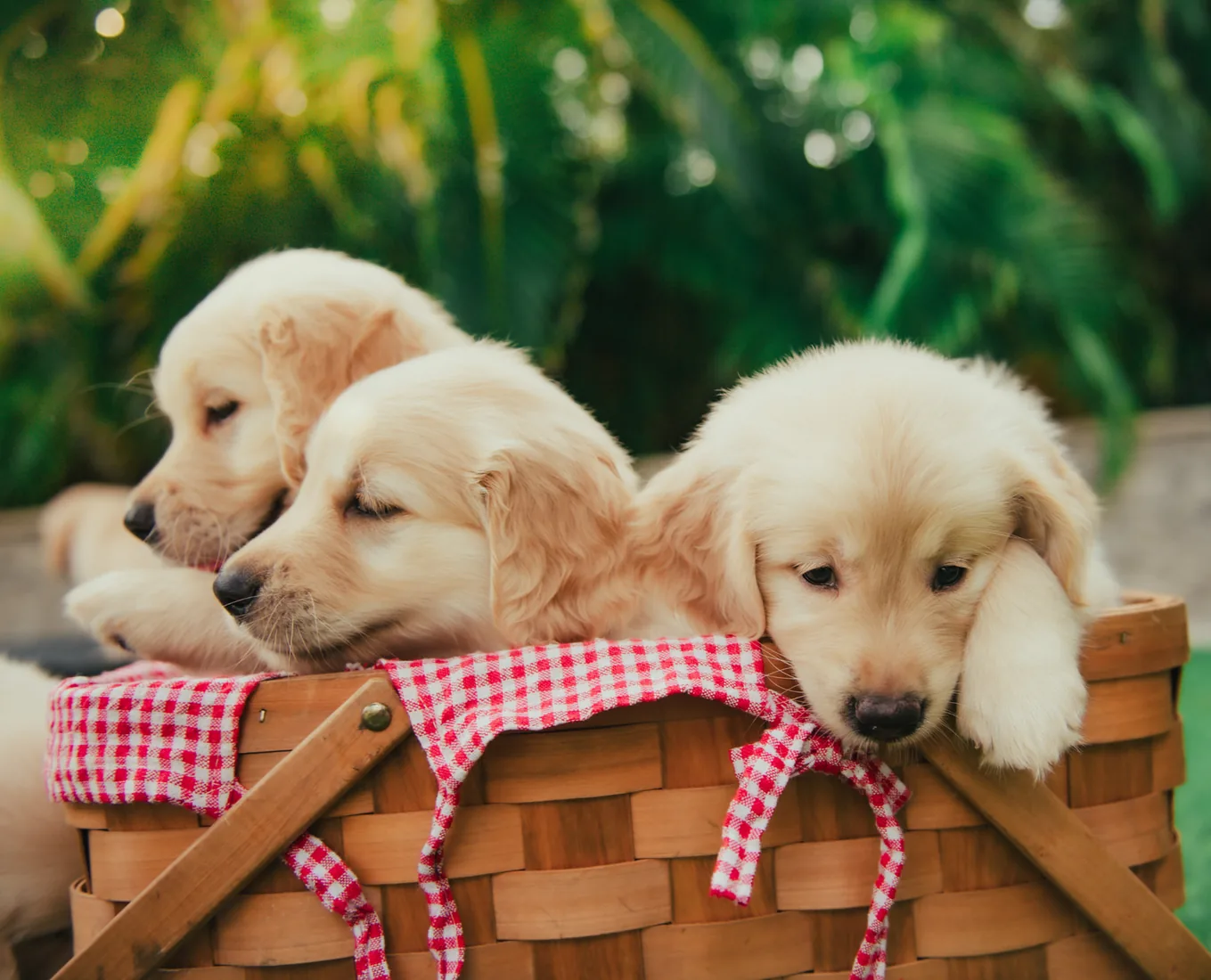 Golden retriever puppies resting in a picnic basket in Grand Cayman
