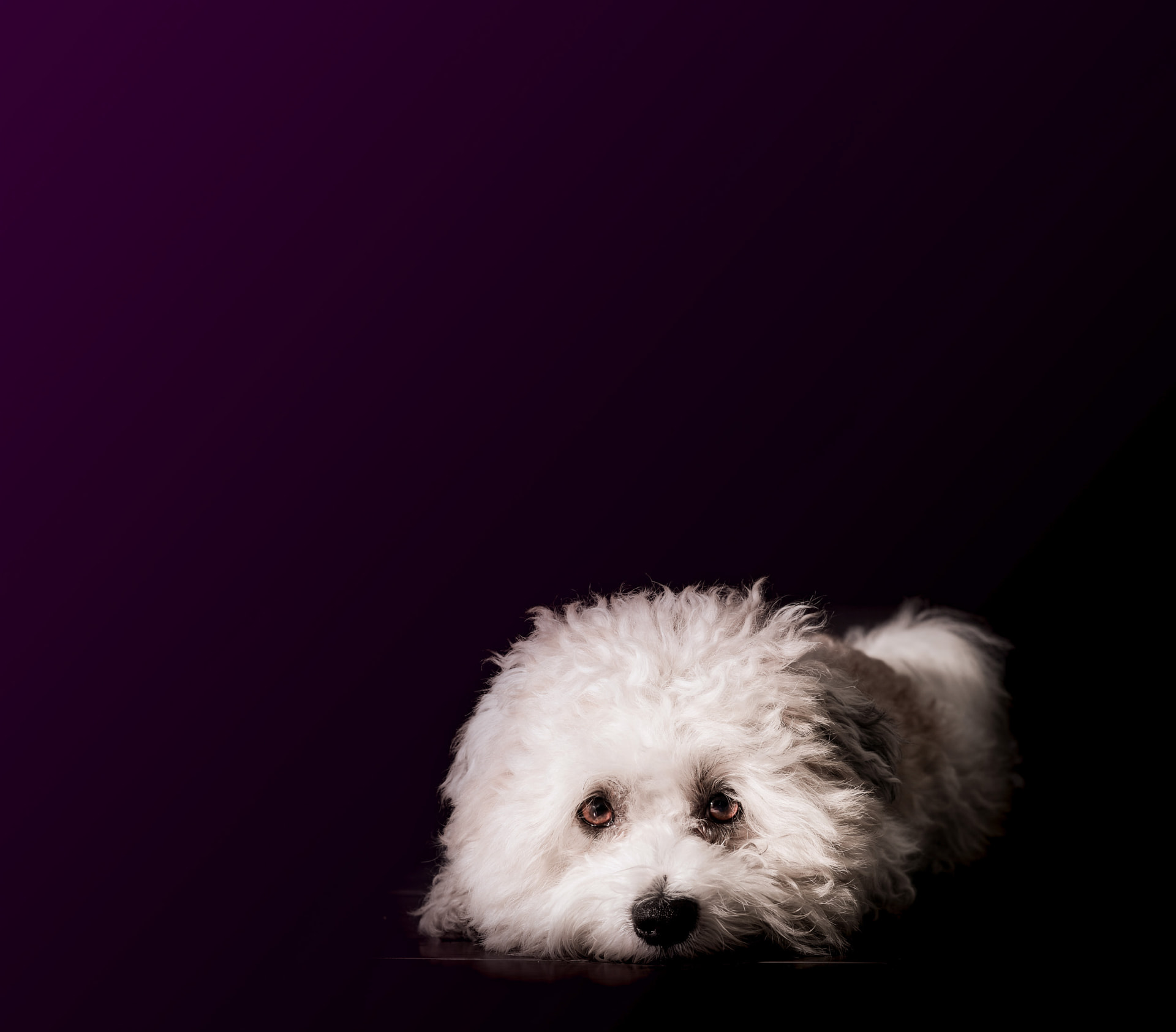 Studio pet portrait of a small white dog against a deep purple backdrop