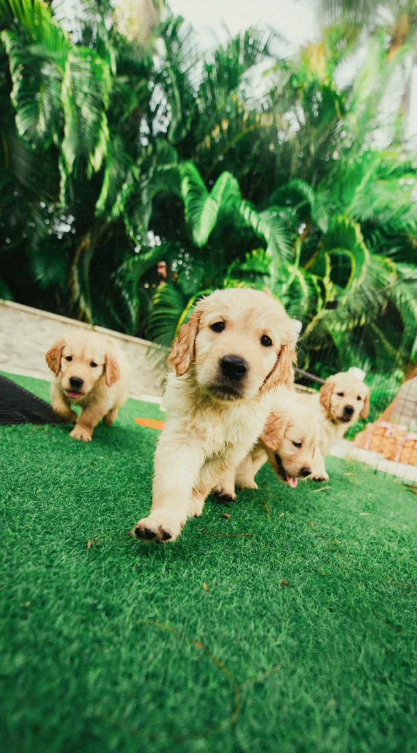 Golden retriever puppies running across the lawn in Grand Cayman