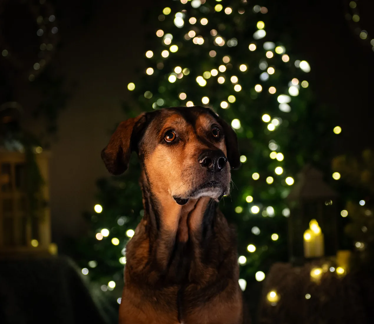 Brown dog in front of glowing Christmas tree lights in Grand Cayman